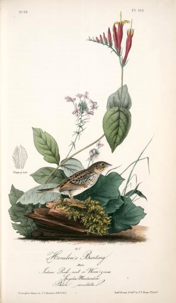 An illustration from The birds of America, from drawings made in the United States and their territories. By John James Audubon, 1840, leaf 165