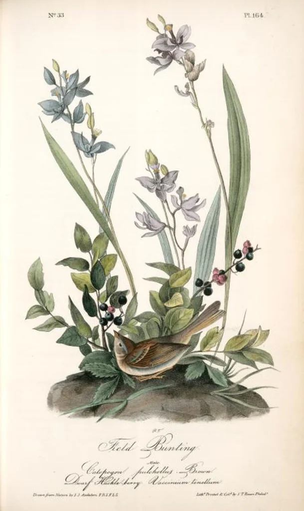 An illustration from The birds of America, from drawings made in the United States and their territories. By John James Audubon, 1840, leaf 166