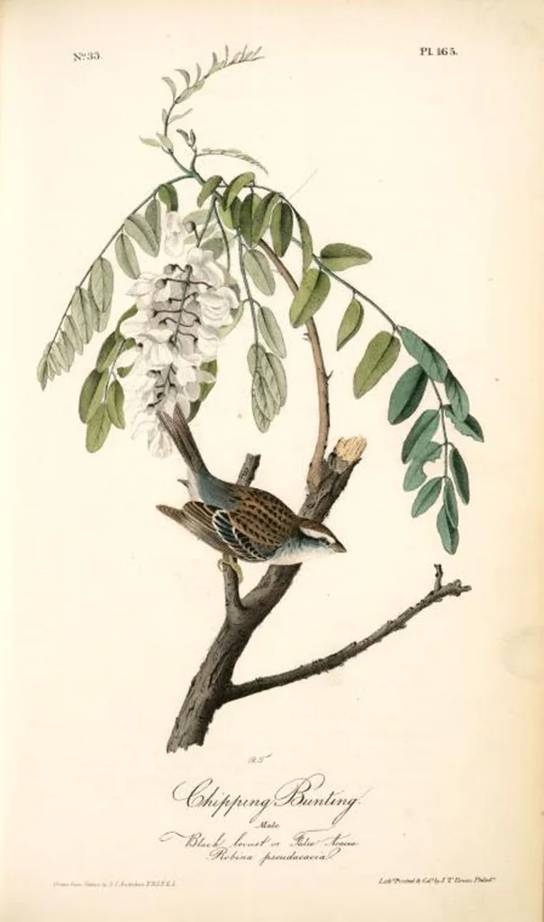 An illustration from The birds of America, from drawings made in the United States and their territories. By John James Audubon, 1840, leaf 167