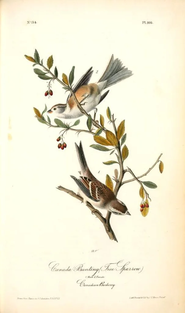 An illustration from The birds of America, from drawings made in the United States and their territories. By John James Audubon, 1840, leaf 168
