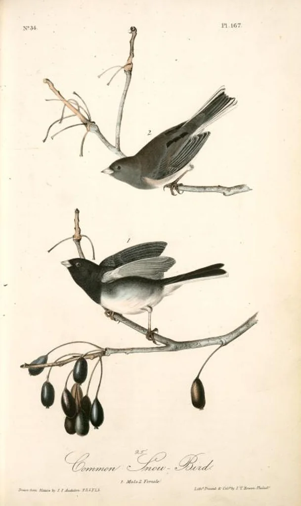 An illustration from The birds of America, from drawings made in the United States and their territories. By John James Audubon, 1840, leaf 169