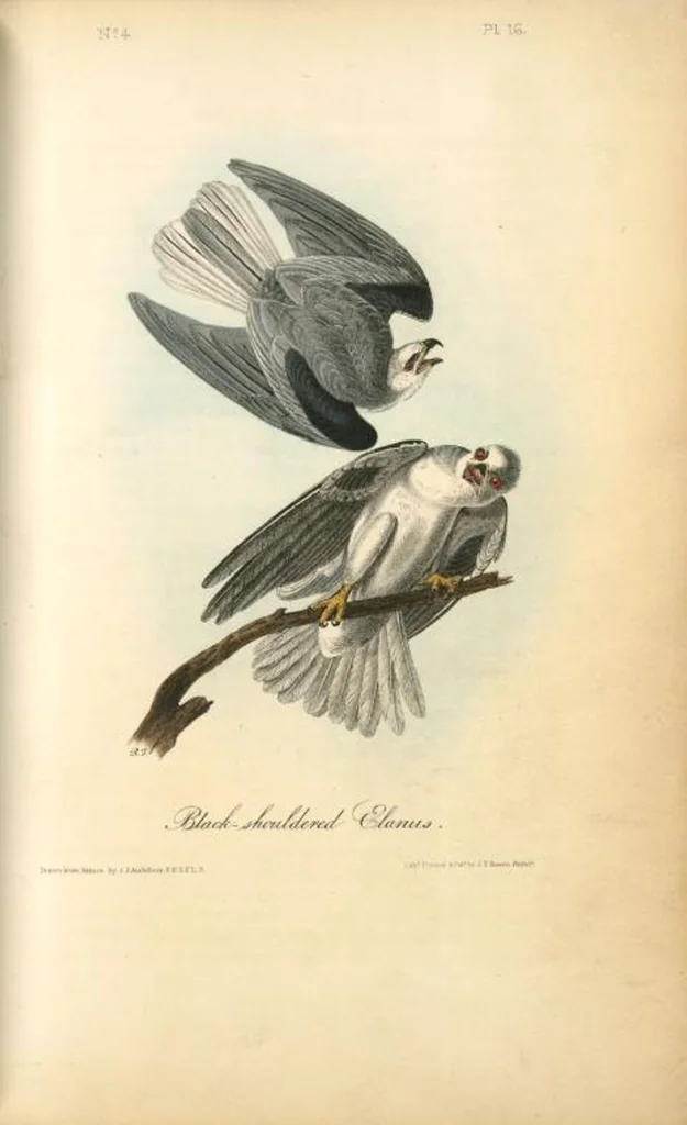 An illustration from The birds of America, from drawings made in the United States and their territories. By John James Audubon, 1840, leaf 17