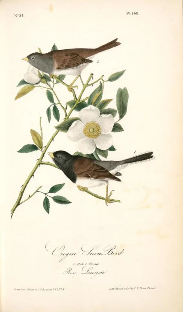 An illustration from The birds of America, from drawings made in the United States and their territories. By John James Audubon, 1840, leaf 170