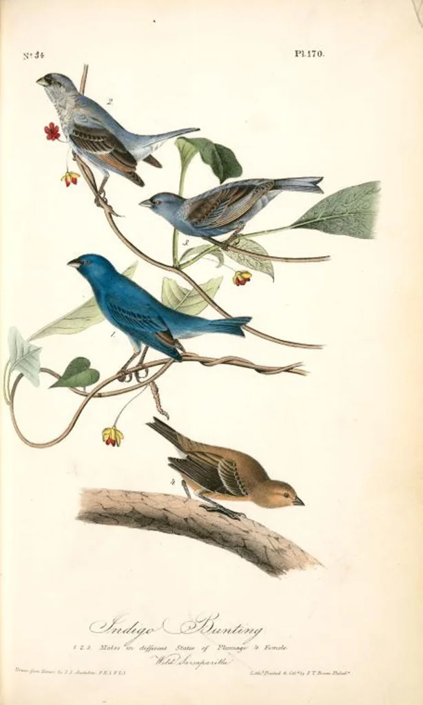 An illustration from The birds of America, from drawings made in the United States and their territories. By John James Audubon, 1840, leaf 172