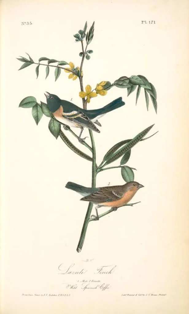 An illustration from The birds of America, from drawings made in the United States and their territories. By John James Audubon, 1840, leaf 173