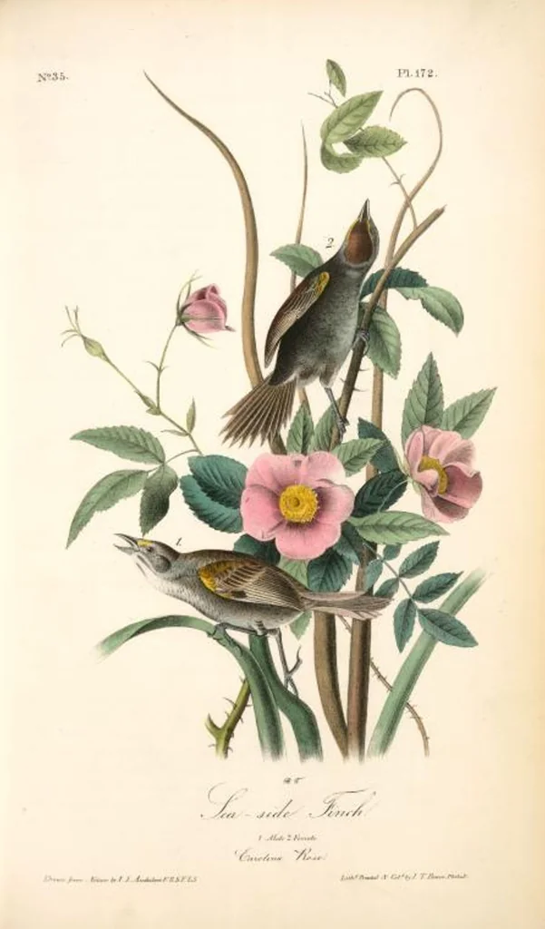An illustration from The birds of America, from drawings made in the United States and their territories. By John James Audubon, 1840, leaf 174