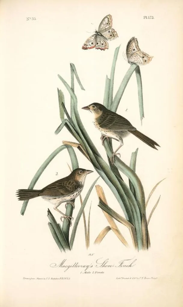 An illustration from The birds of America, from drawings made in the United States and their territories. By John James Audubon, 1840, leaf 175