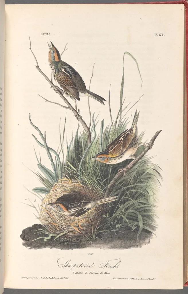 An illustration from The birds of America, from drawings made in the United States and their territories. By John James Audubon, 1840, leaf 176