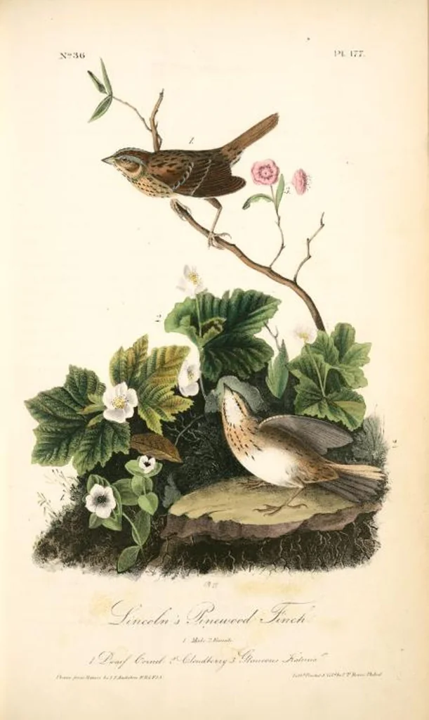 An illustration from The birds of America, from drawings made in the United States and their territories. By John James Audubon, 1840, leaf 179
