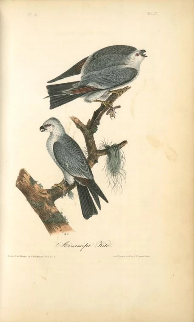 An illustration from The birds of America, from drawings made in the United States and their territories. By John James Audubon, 1840, leaf 18