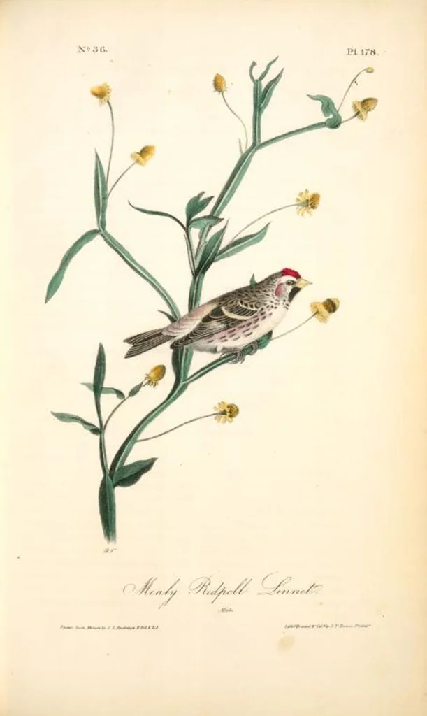 An illustration from The birds of America, from drawings made in the United States and their territories. By John James Audubon, 1840, leaf 180
