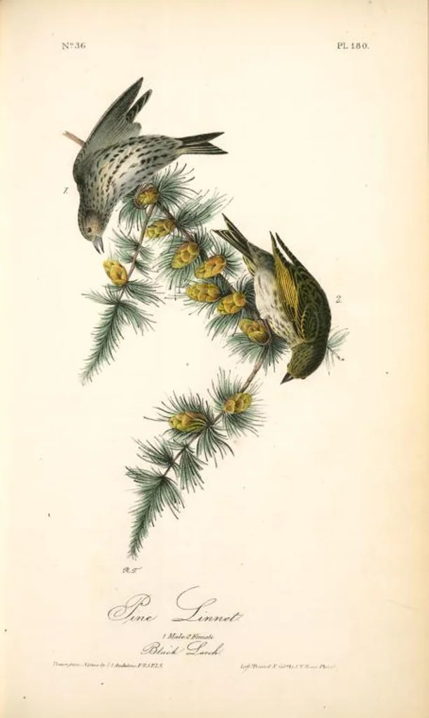 An illustration from The birds of America, from drawings made in the United States and their territories. By John James Audubon, 1840, leaf 182