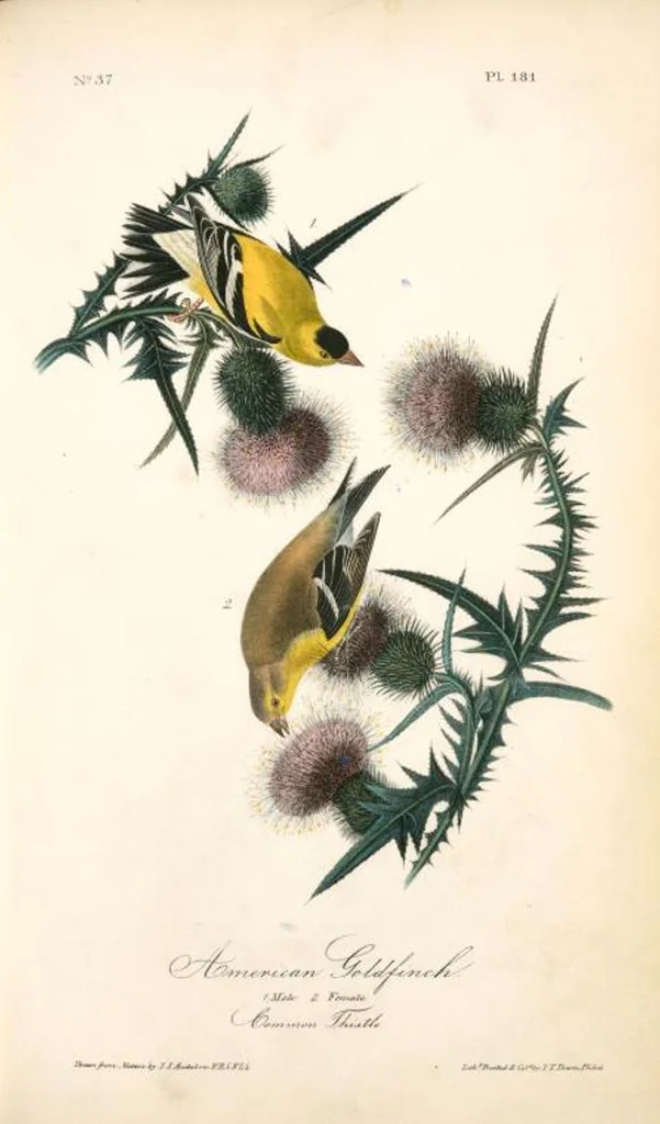 An illustration from The birds of America, from drawings made in the United States and their territories. By John James Audubon, 1840, leaf 183