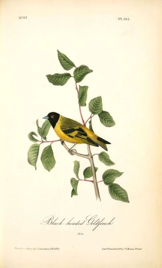 An illustration from The birds of America, from drawings made in the United States and their territories. By John James Audubon, 1840, leaf 184