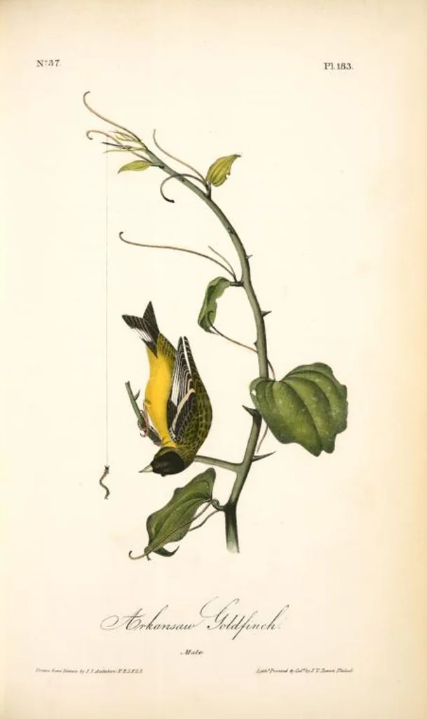 An illustration from The birds of America, from drawings made in the United States and their territories. By John James Audubon, 1840, leaf 185