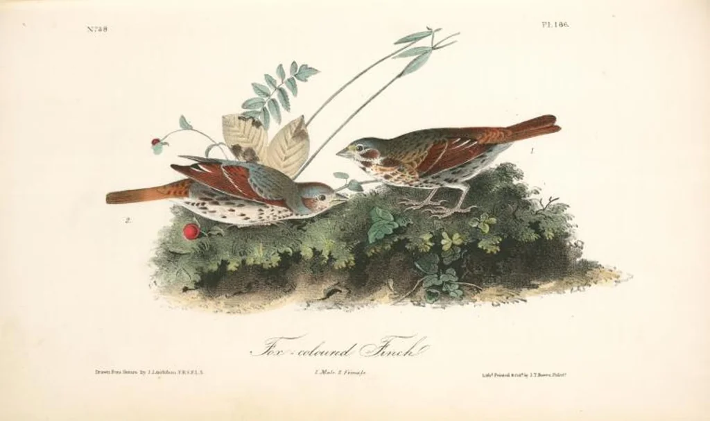 An illustration from The birds of America, from drawings made in the United States and their territories. By John James Audubon, 1840, leaf 188