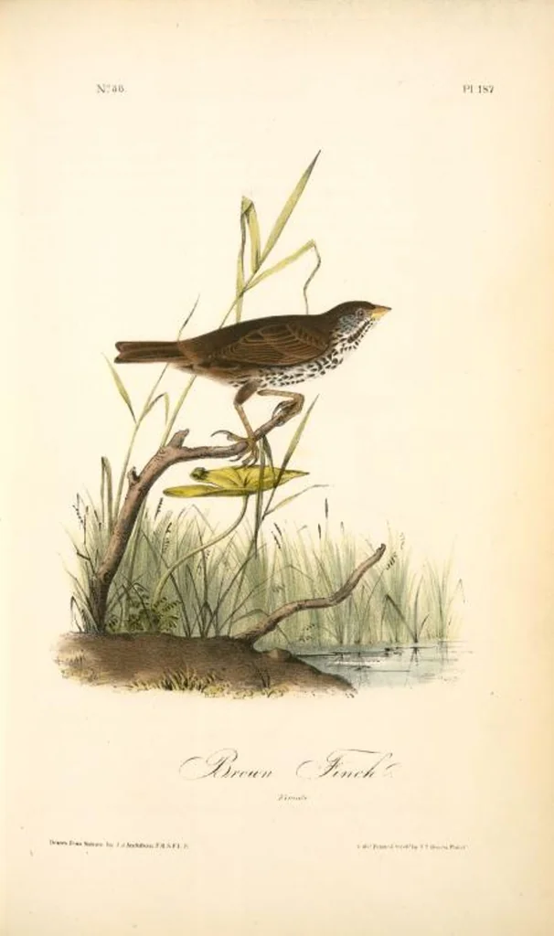 An illustration from The birds of America, from drawings made in the United States and their territories. By John James Audubon, 1840, leaf 189