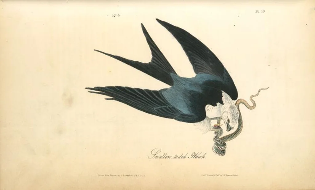 An illustration from The birds of America, from drawings made in the United States and their territories. By John James Audubon, 1840, leaf 19