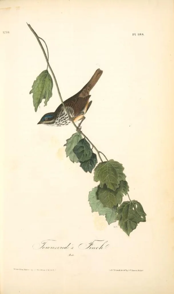 An illustration from The birds of America, from drawings made in the United States and their territories. By John James Audubon, 1840, leaf 190