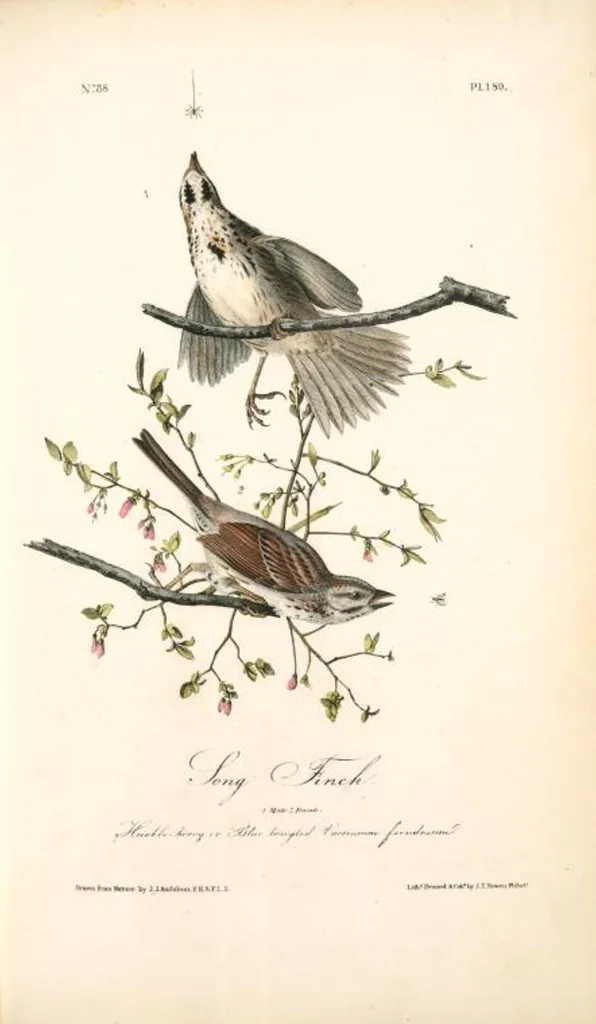An illustration from The birds of America, from drawings made in the United States and their territories. By John James Audubon, 1840, leaf 191