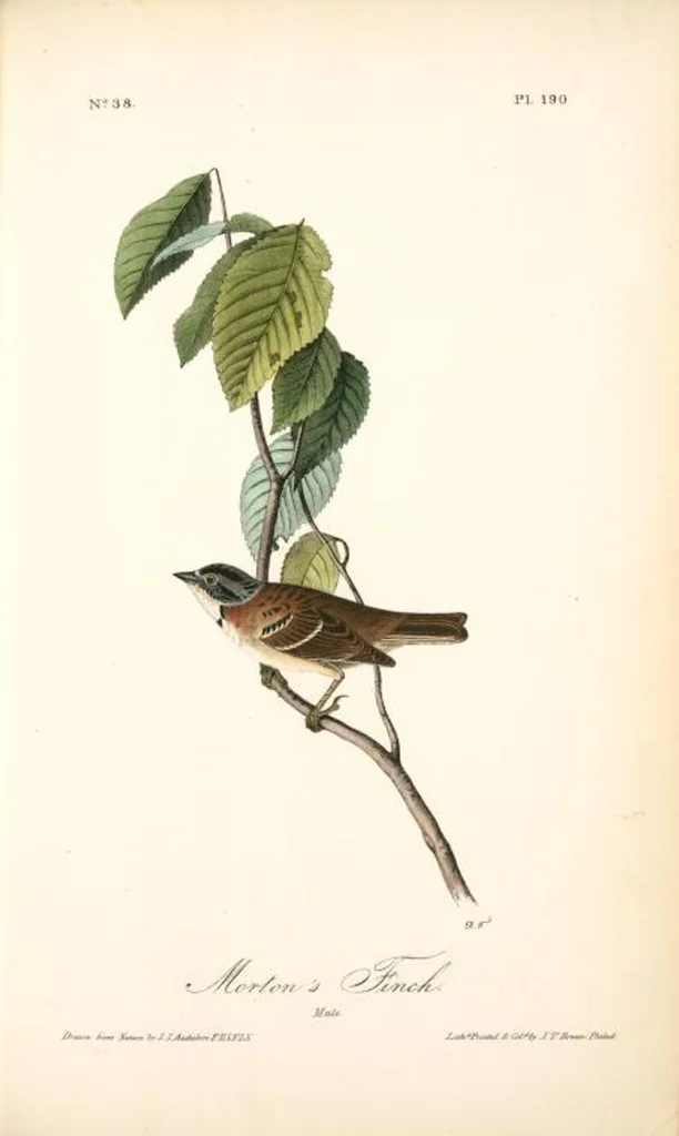 An illustration from The birds of America, from drawings made in the United States and their territories. By John James Audubon, 1840, leaf 192