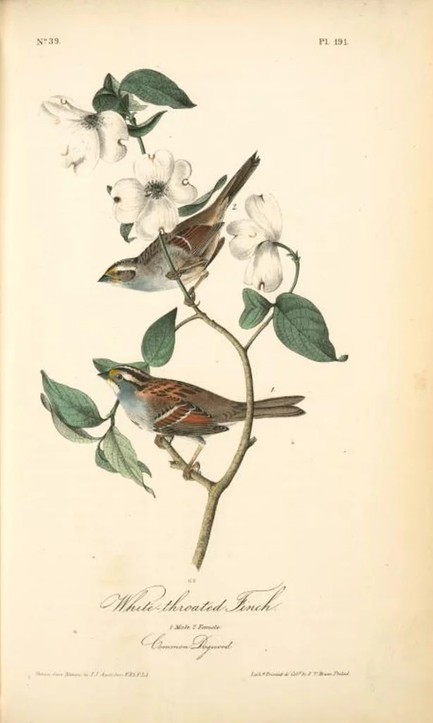 An illustration from The birds of America, from drawings made in the United States and their territories. By John James Audubon, 1840, leaf 193