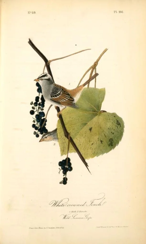An illustration from The birds of America, from drawings made in the United States and their territories. By John James Audubon, 1840, leaf 194