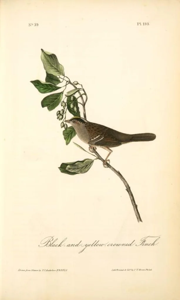 An illustration from The birds of America, from drawings made in the United States and their territories. By John James Audubon, 1840, leaf 195
