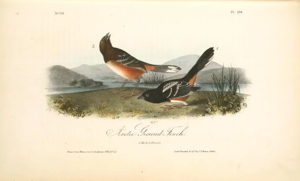 An illustration from The birds of America, from drawings made in the United States and their territories. By John James Audubon, 1840, leaf 196