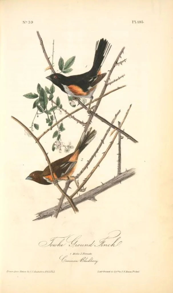 An illustration from The birds of America, from drawings made in the United States and their territories. By John James Audubon, 1840, leaf 197