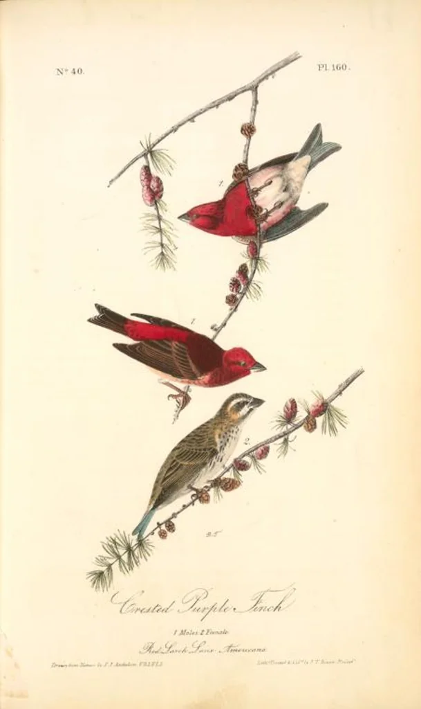 An illustration from The birds of America, from drawings made in the United States and their territories. By John James Audubon, 1840, leaf 198