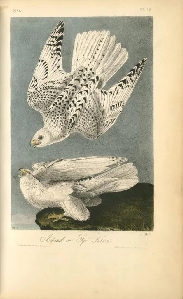 An illustration from The birds of America, from drawings made in the United States and their territories. By John James Audubon, 1840, leaf 20