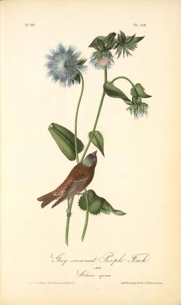 An illustration from The birds of America, from drawings made in the United States and their territories. By John James Audubon, 1840, leaf 200