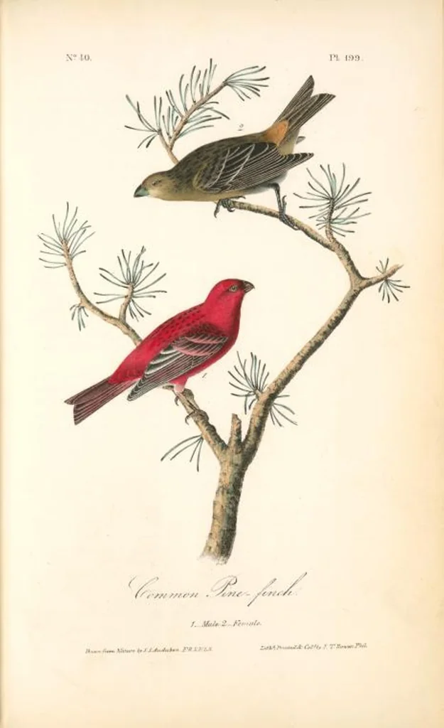 An illustration from The birds of America, from drawings made in the United States and their territories. By John James Audubon, 1840, leaf 202