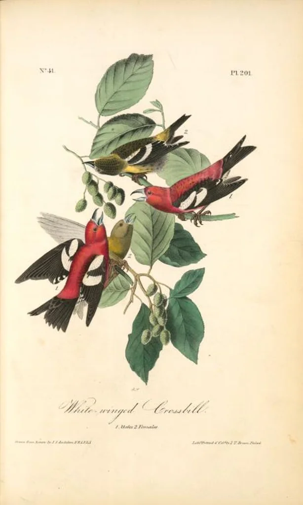An illustration from The birds of America, from drawings made in the United States and their territories. By John James Audubon, 1840, leaf 203