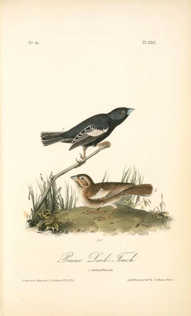 An illustration from The birds of America, from drawings made in the United States and their territories. By John James Audubon, 1840, leaf 204