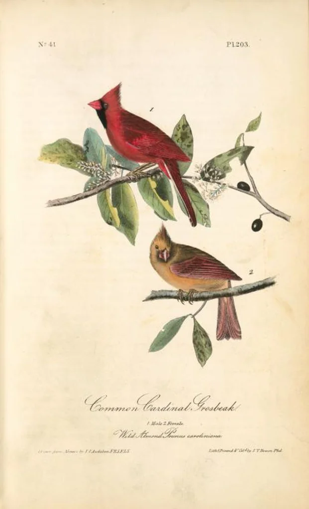 An illustration from The birds of America, from drawings made in the United States and their territories. By John James Audubon, 1840, leaf 205