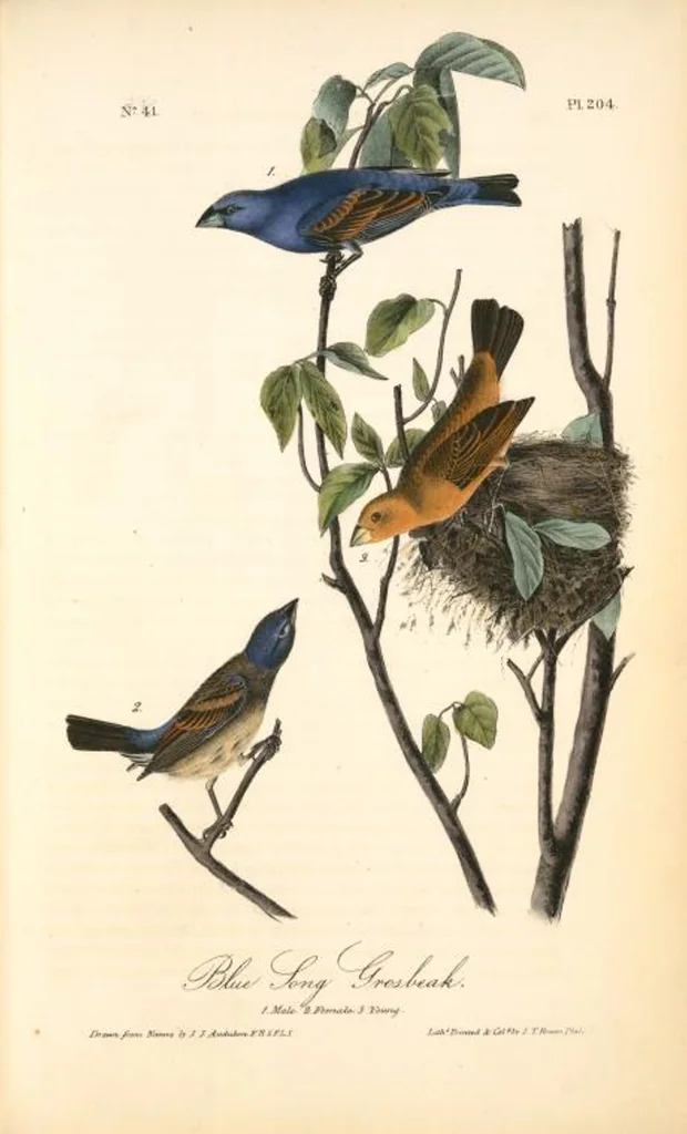 An illustration from The birds of America, from drawings made in the United States and their territories. By John James Audubon, 1840, leaf 206