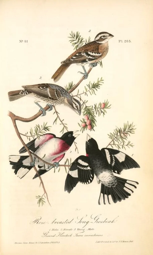 An illustration from The birds of America, from drawings made in the United States and their territories. By John James Audubon, 1840, leaf 207