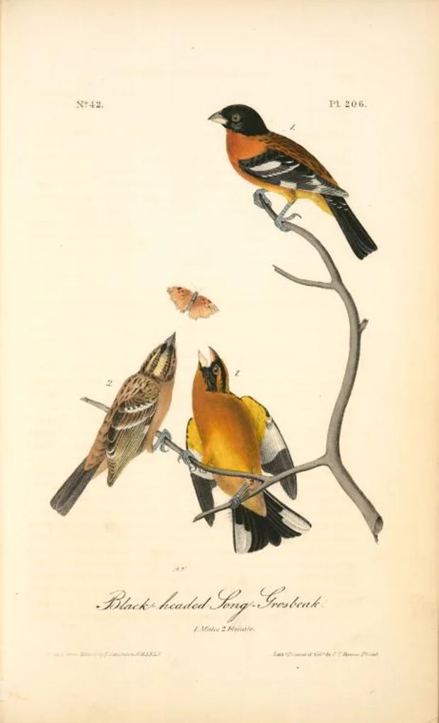 An illustration from The birds of America, from drawings made in the United States and their territories. By John James Audubon, 1840, leaf 208