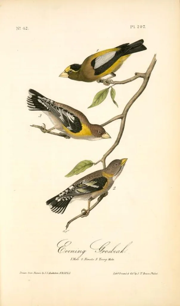 An illustration from The birds of America, from drawings made in the United States and their territories. By John James Audubon, 1840, leaf 209