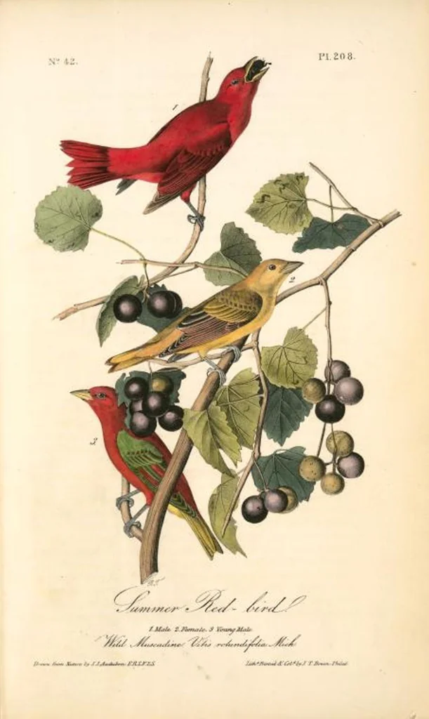 An illustration from The birds of America, from drawings made in the United States and their territories. By John James Audubon, 1840, leaf 210