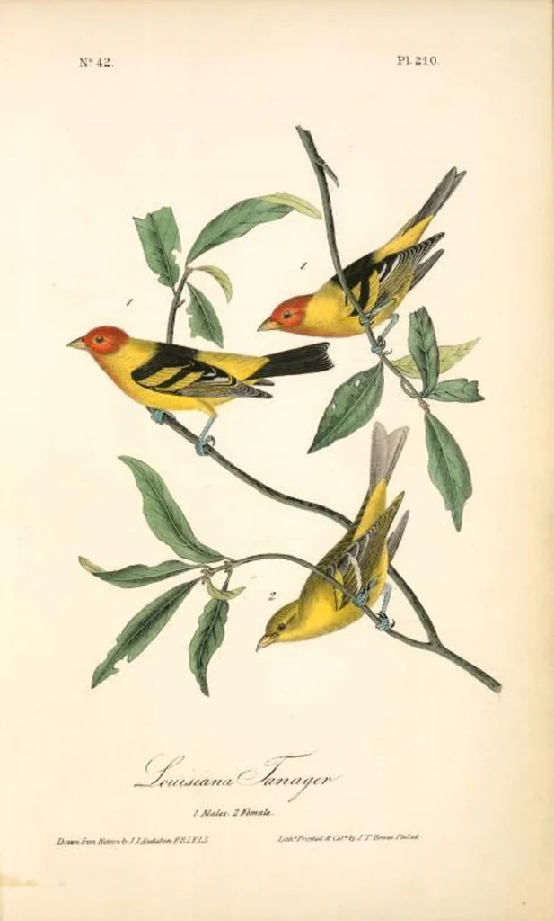 An illustration from The birds of America, from drawings made in the United States and their territories. By John James Audubon, 1840, leaf 212
