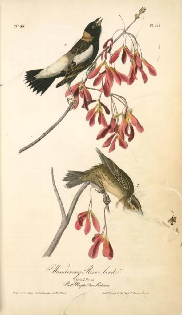 An illustration from The birds of America, from drawings made in the United States and their territories. By John James Audubon, 1840, leaf 214