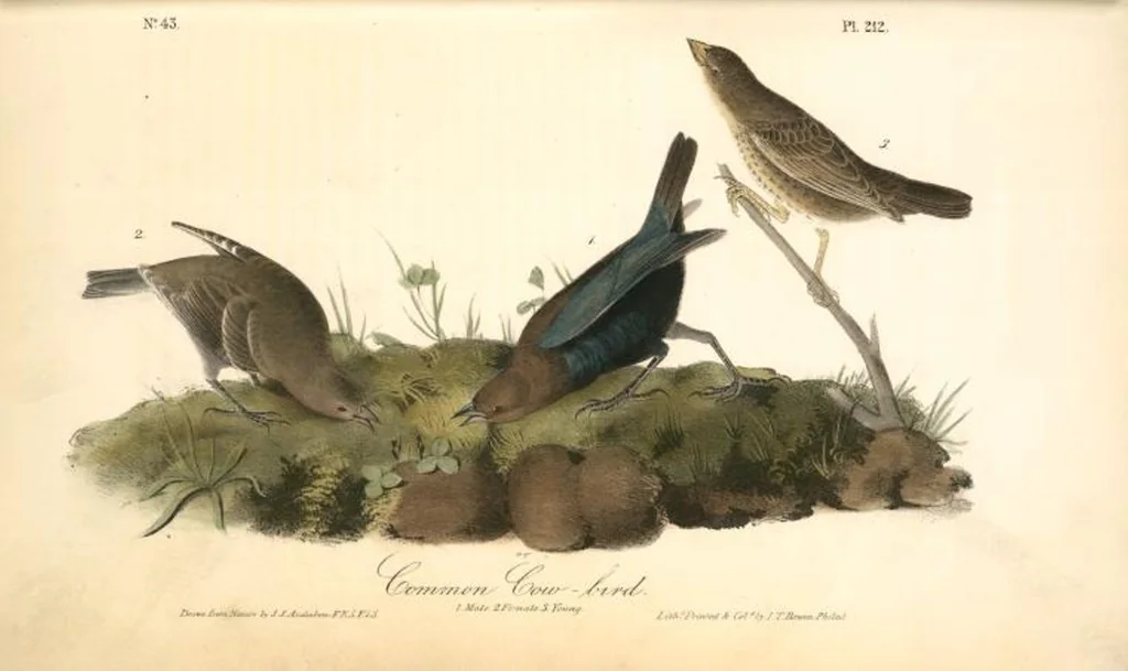 An illustration from The birds of America, from drawings made in the United States and their territories. By John James Audubon, 1840, leaf 215