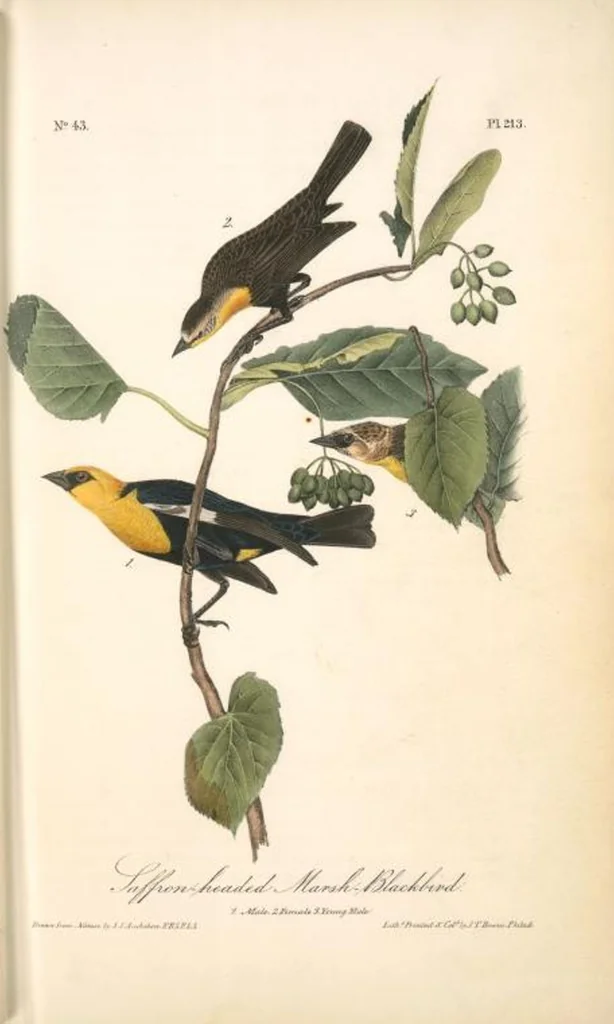 An illustration from The birds of America, from drawings made in the United States and their territories. By John James Audubon, 1840, leaf 216
