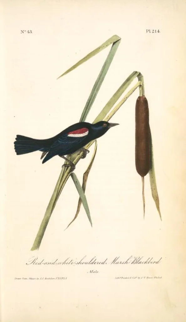 An illustration from The birds of America, from drawings made in the United States and their territories. By John James Audubon, 1840, leaf 217