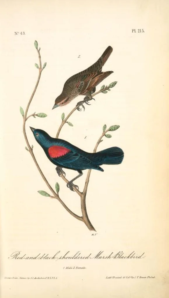 An illustration from The birds of America, from drawings made in the United States and their territories. By John James Audubon, 1840, leaf 218