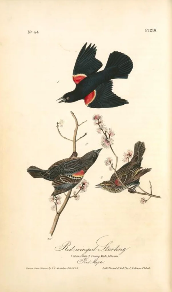 An illustration from The birds of America, from drawings made in the United States and their territories. By John James Audubon, 1840, leaf 219