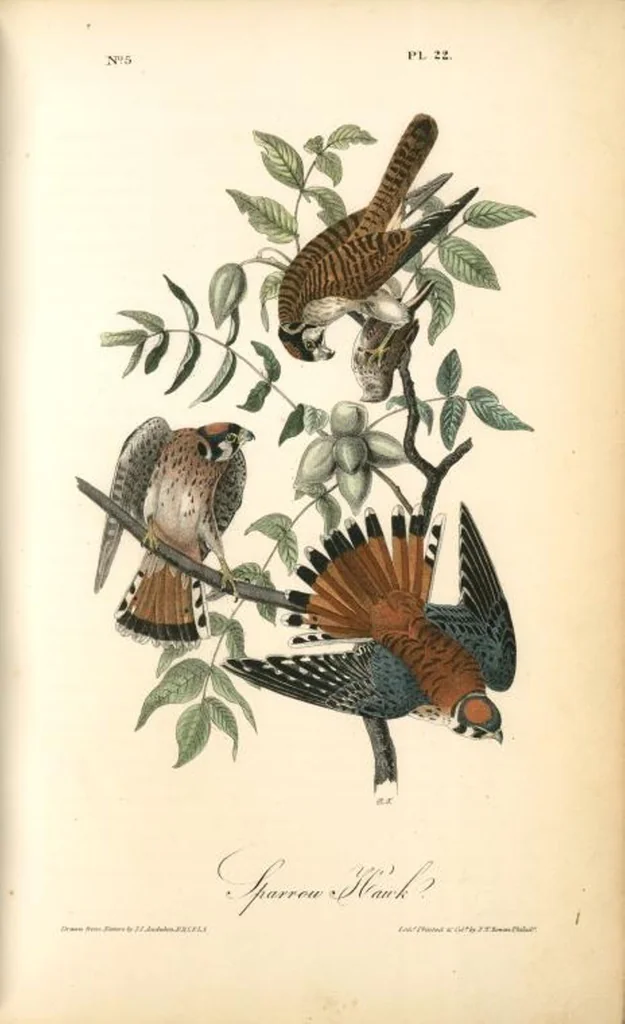 An illustration from The birds of America, from drawings made in the United States and their territories. By John James Audubon, 1840, leaf 22